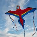 Spiderkites Ara Roxana